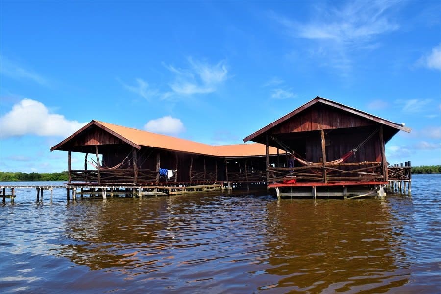 Bigi Pan Nature Tour | Birdwatching & Wetland Adventure in Suriname