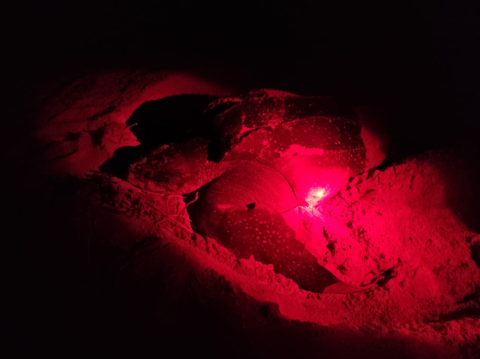 Spot The Giant Turtles